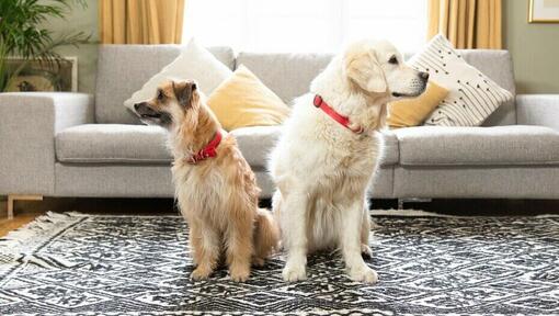 Kaks punaste kaelarihmadega kuldset koera, kes vaatavad vastassuundades.