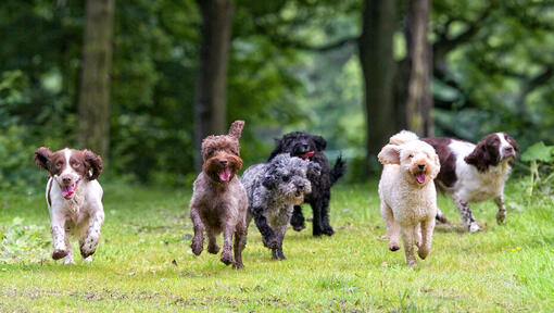 Rühm koeri jookseb keelega läbi metsa.