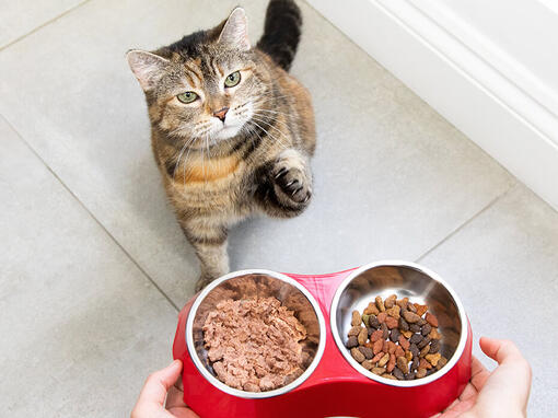 Kass toidunõuete juures
