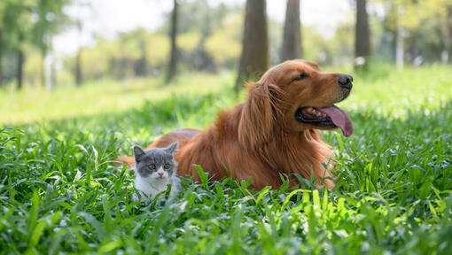 Koer ja kassipoeg rohus