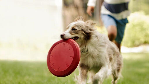 Collie jookseb frisbeega