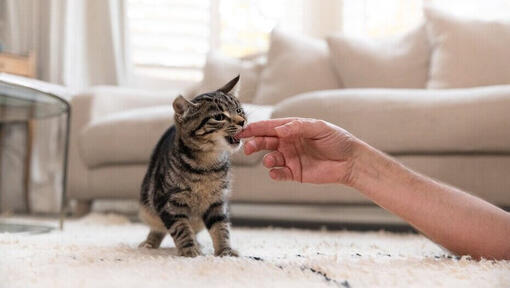 kassipoeg hammustab sõrme
