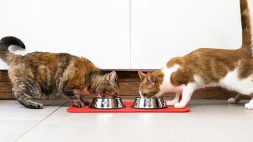 kaks kassi söövad üksteise kõrval asuvatest kaussidest