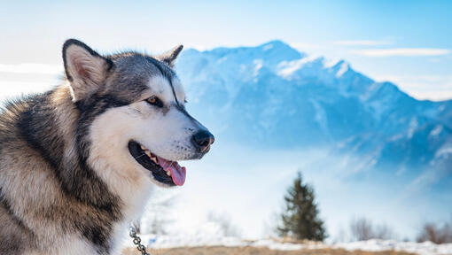 Alaska malamuut Alaska aheliku taustal.