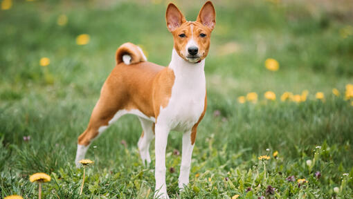 Pruun basenji seisab murul.