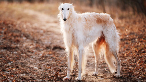 valge borzoi rajal seismas