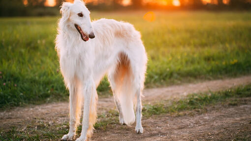 valge borzoi koer vaatab paremale