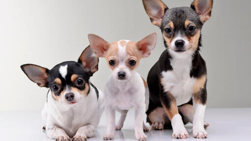 Kolm Chihuahuat