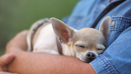 Chihuahua magab mehe kätel.