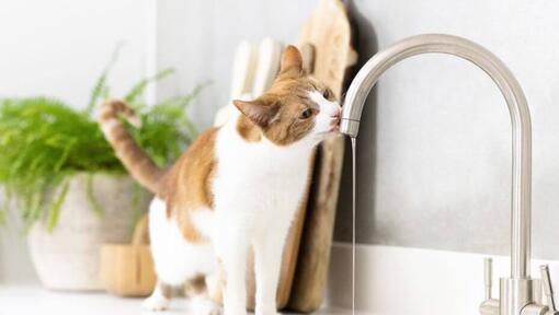 Helepruun ja valge kass, kes joob vett kraanist.