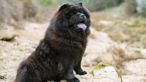 Black Chow Chow koer istub