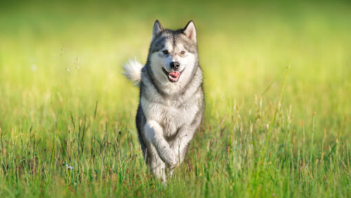 husky jookseb läbi põllu