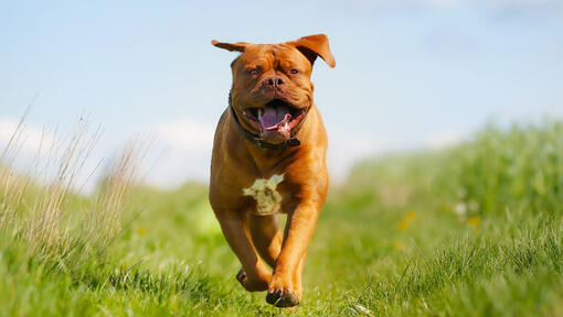 Õnnelik Dogue de Bordeaux põllul jooksmas