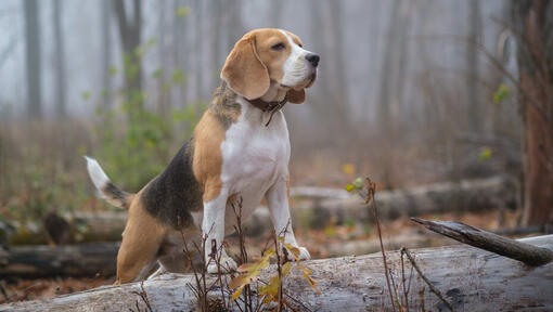 Beagle metsas