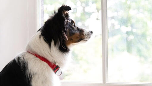 Punase kraega koer vaatab aknast välja