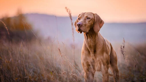 Brown Vizsla walking at field