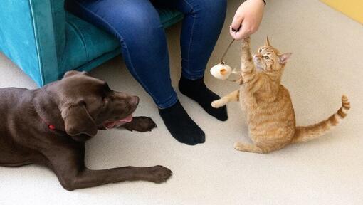 Kass mängib koos omanikuga sulgede mänguasjaga, samal ajal kui koer vaatab