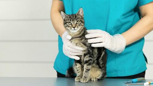 veterinaararst hoiab noort kassipoega