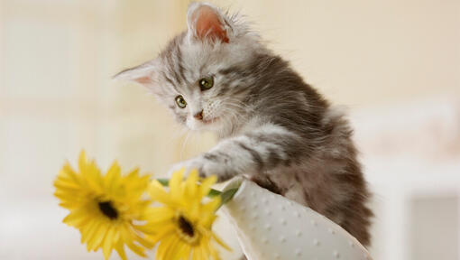 hall kassipoeg peksab ümber vaasi kollaste lilledega