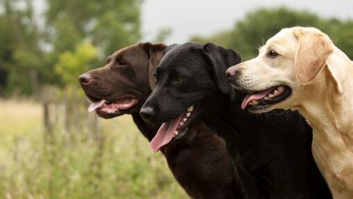 kolm labradorit seisavad koos