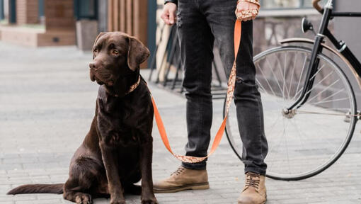 labrador seisab omaniku kõrval