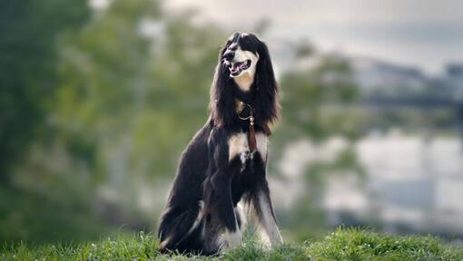 saluki koer istub mäel