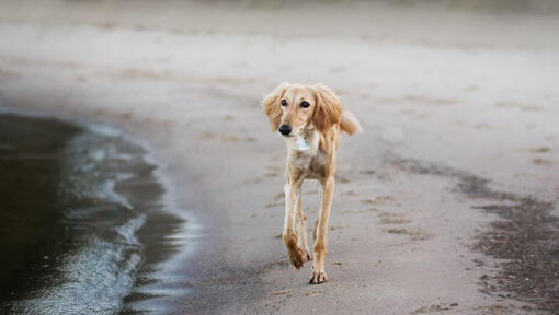 saluki koer jooksmas rannas
