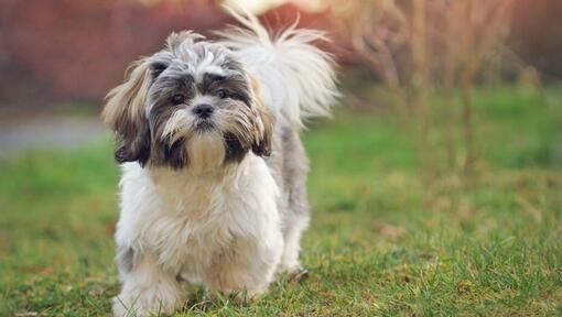 shih tzu koer kõnnib murul