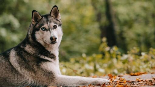 Husky metsas