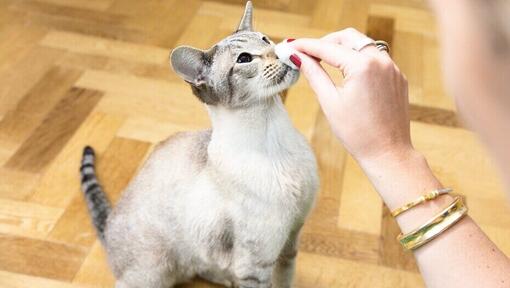 Omanik puhastab kassi nina
