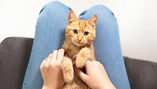 pruunikas kass istub omaniku jalgade vahel