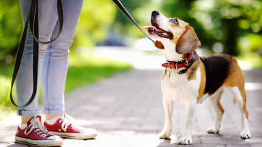 Beagle vaatab omanikule otsa