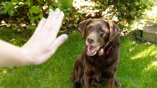 käsi viipab vanema labradori ees