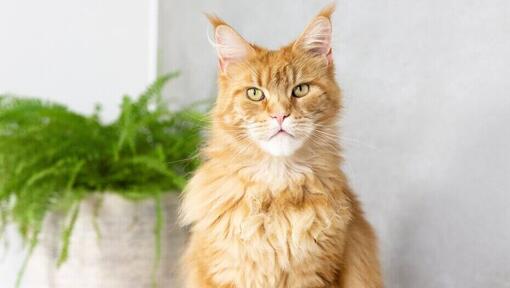 Ginger Maine Coon istub