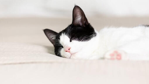 must-valge kass magab