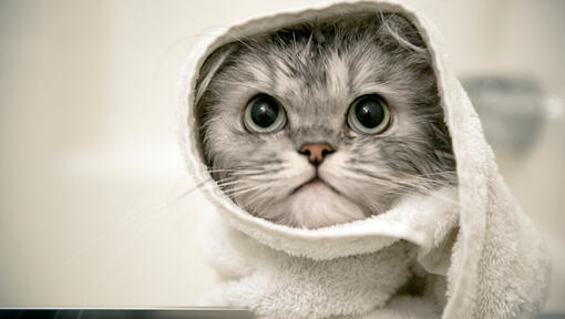 hall kassipoeg rätikuga ümber pea