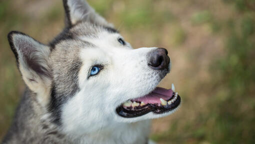 husky vaatab suu lahti