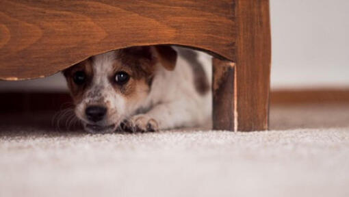 Väike kutsikas peidab end mööbli all