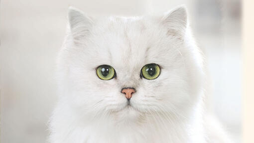 Valge kass näoga kaamera poole