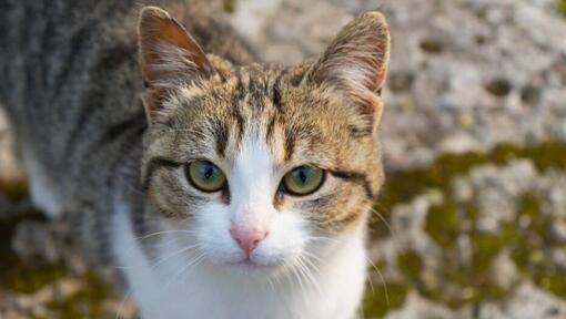 American Wirehair vaatab kedagi