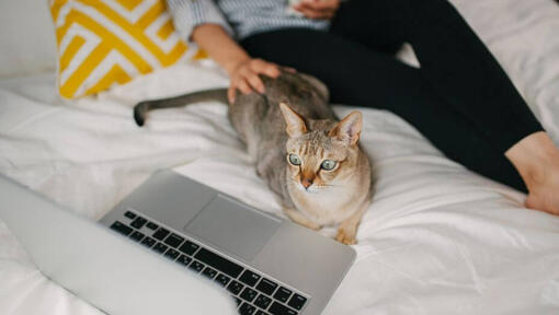 Naine vaatab sülearvutist filmi koos oma lemmiklooma – Aasia kassiga