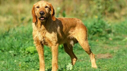 Basset Fauve De Bretagne põllul