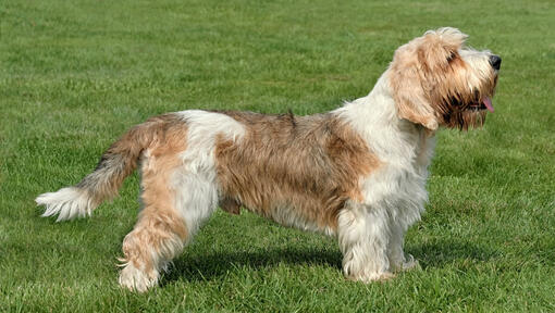 Petit Basset Griffon Vendeen seisab murul