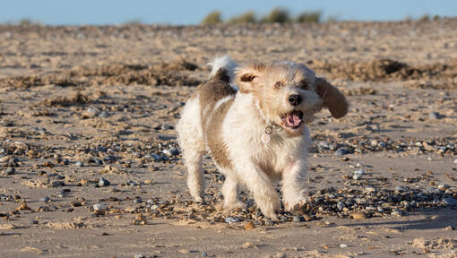  Petit Basset Griffon Vendeen jooksmas