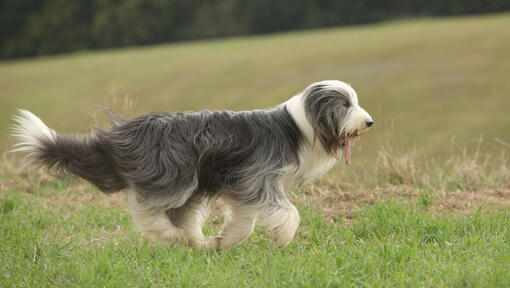 Bearded Collie väljakul