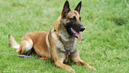  Belgia lambakoer malinois lamas murul