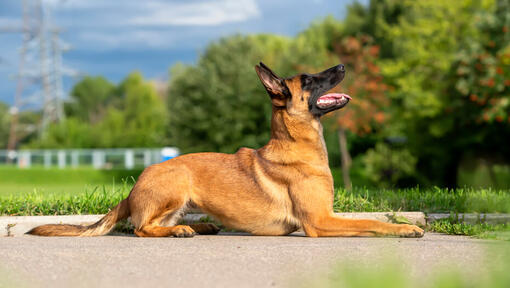 Belgia lambakoer malinois vaatab üles