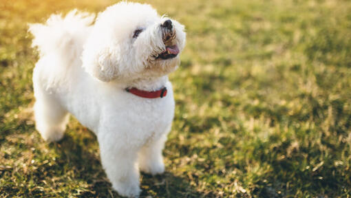 Bichon Frise vaatab üles