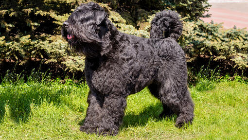 Bouvier Des Flandres seisab murul