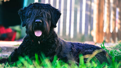 Bouvier Des Flandres lamas maas